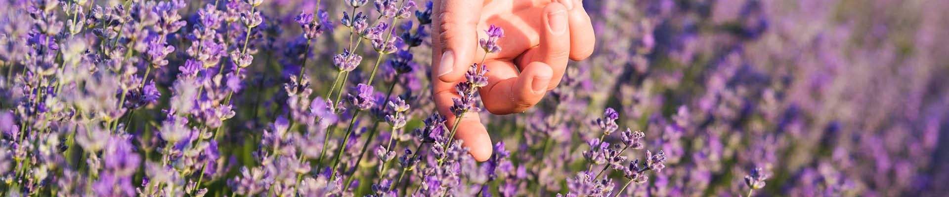 Lavendel Lavendelkissen natürlich ökologisch Kopfkissen Kopfkissenfüllung Naturmaterialien ProNatura die schlafdesigner Hamburg